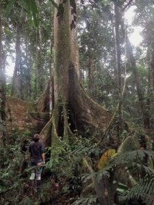 forest in ecuador