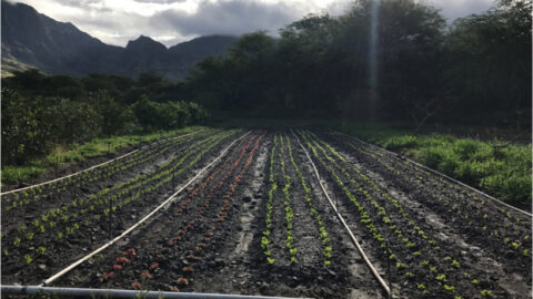 crop management photo