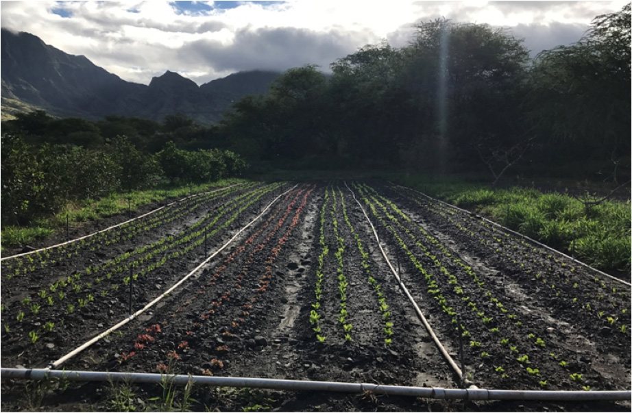crop management photo