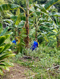 banana trees for Leah's Nov 2022 article
