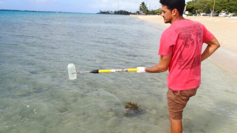 Sampling at Ala Moana Beach