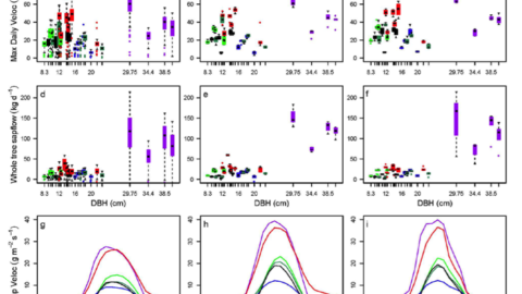 Maximum wet season sap velocities (a–c) and whole-tree sap flux (d–f) for multiple individuals of each species, plotted against diameter at breast height, for the Nov 2018-March 2019 study period (left column), five sunny days with higher soil moisture (center column), and c) five sunny days with lower soil moisture (right column). Mean diurnal sap velocities for each species for all days (g), sunny with high soil moisture (h), and sunny with lower soil moisture (i).