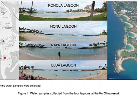 Water samples collected from the four lagoons at the Ko Olina resort.