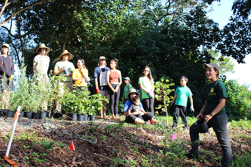 Agroforestry systems have the capacity to support resilient coastal communities through providing food, conserving native biodiversity, and supporting multiple ecosystem services, and represent growing priorities for conservation initiatives worldwide