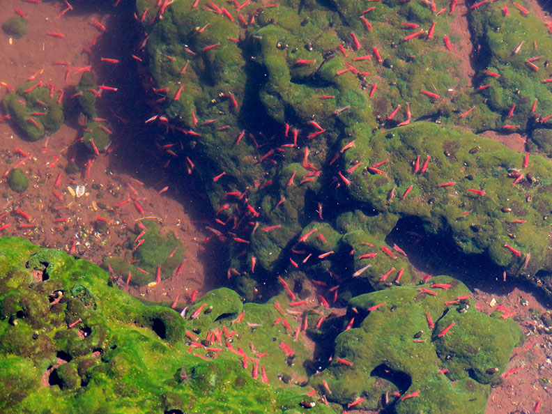 ʻŌpaeula, Hawaiian red shrimp, a keystone species in an anchialine pool in Kona.